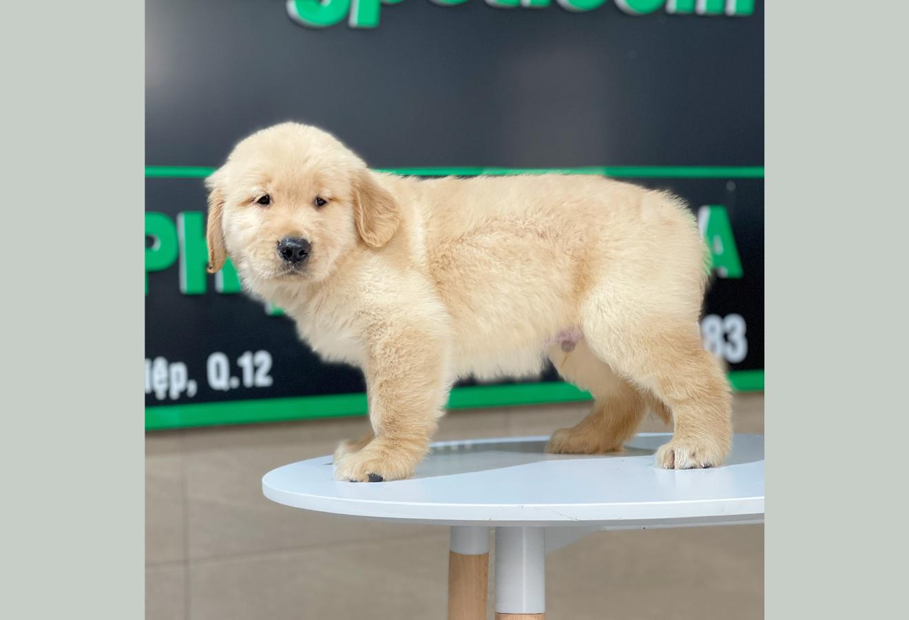 Golden Retriever - Màu Vàng Đậm (MS 24)