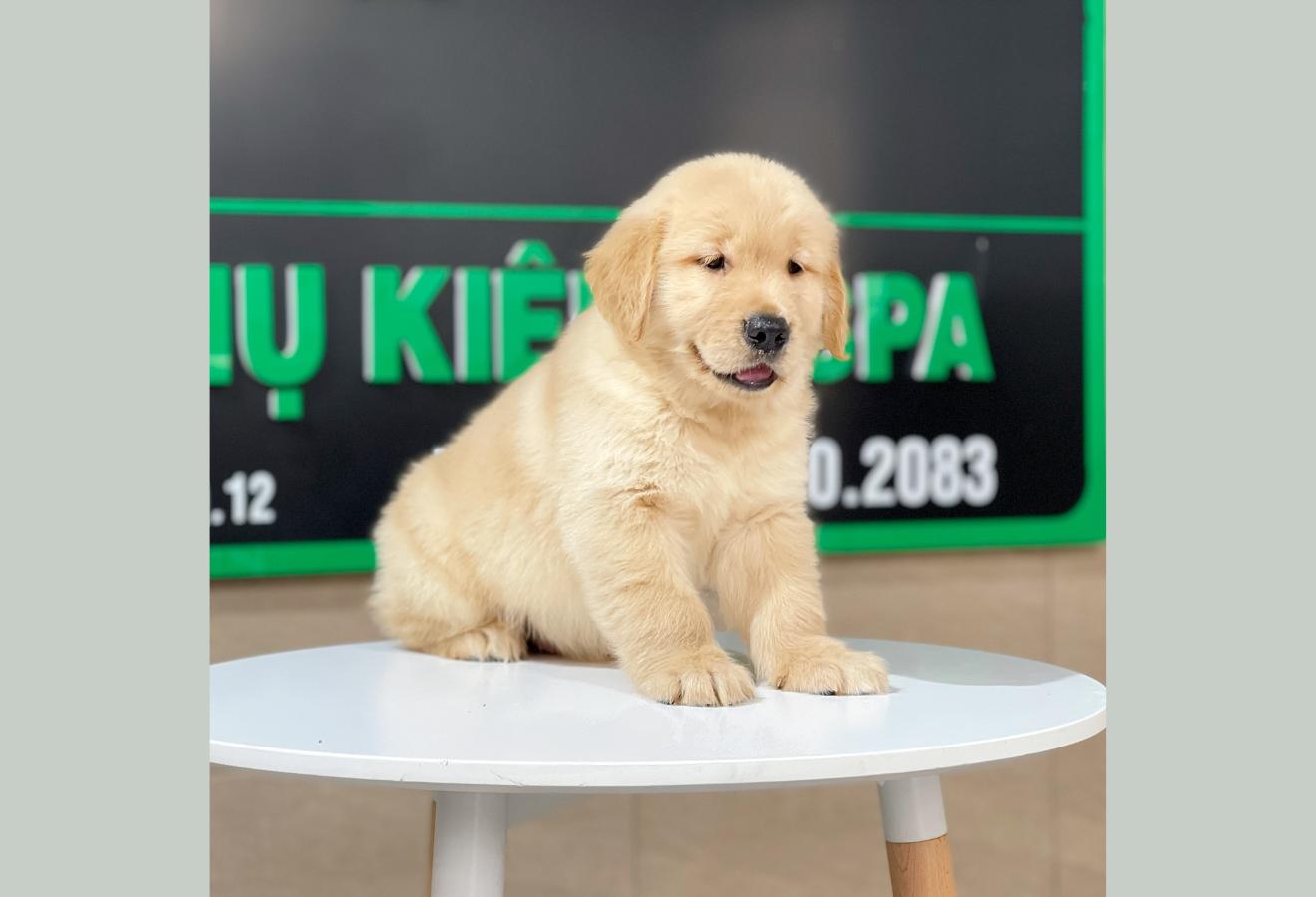Golden Retriever - Màu Vàng Đậm (MS 24)