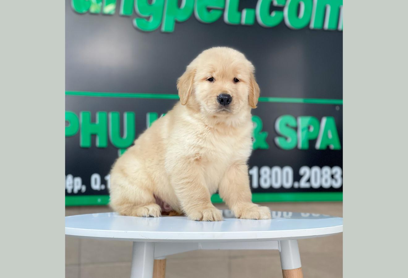 Golden Retriever - Màu Vàng Đậm (MS 24)