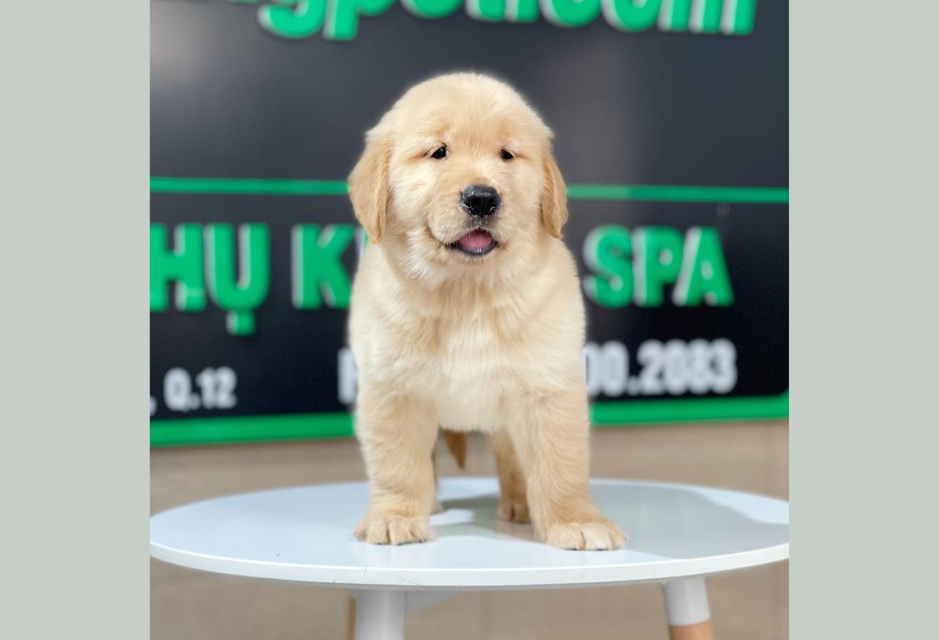 Golden Retriever - Màu Vàng Đậm (MS 24)