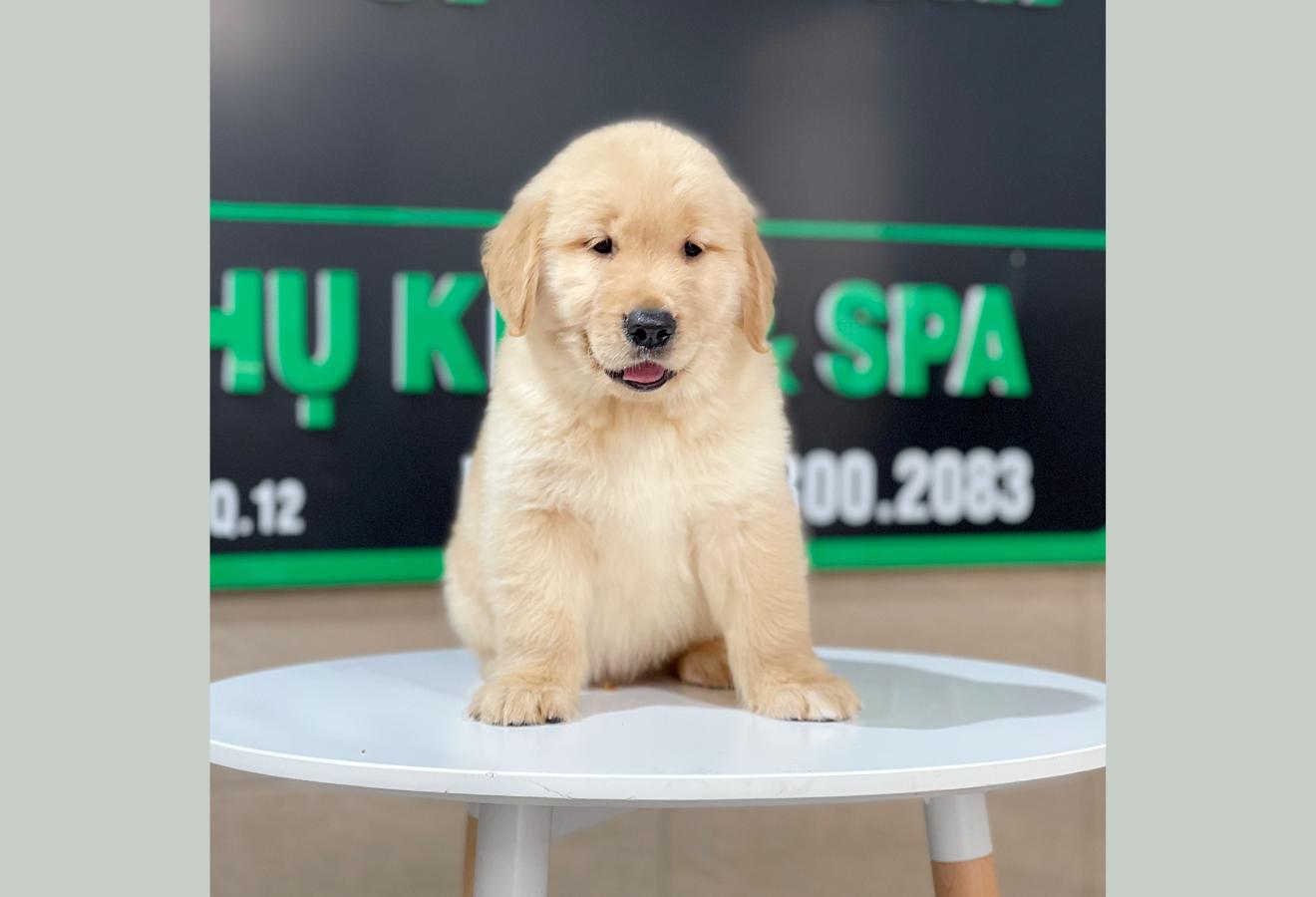 Golden Retriever - Màu Vàng Đậm (MS 24)