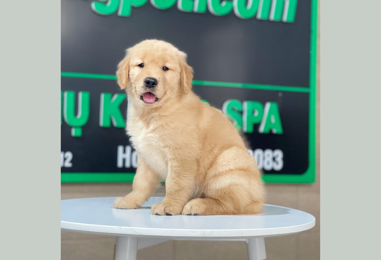 Golden Retriever - Màu Vàng Đậm (MS 25)