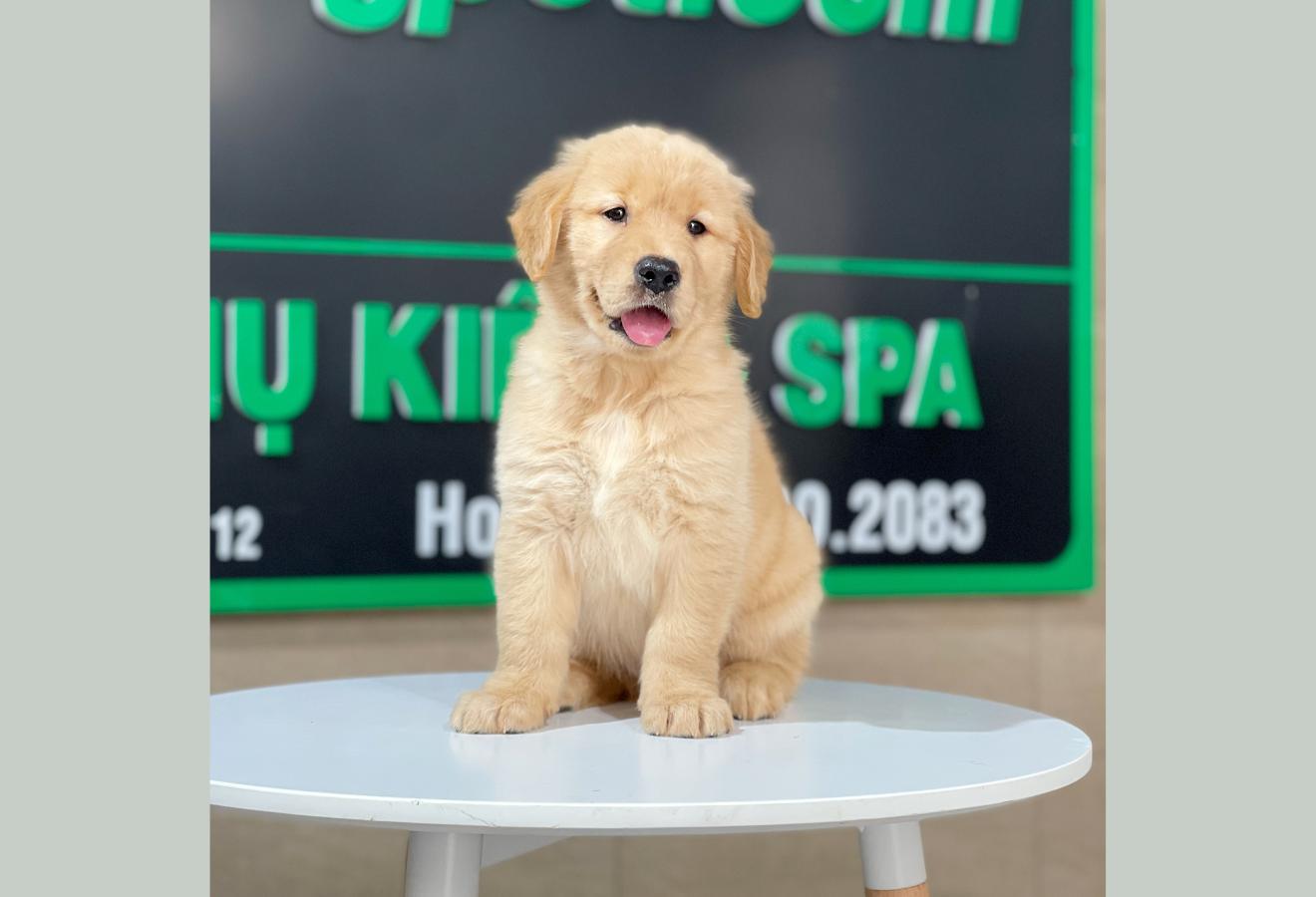 Golden Retriever - Màu Vàng Đậm (MS 25)