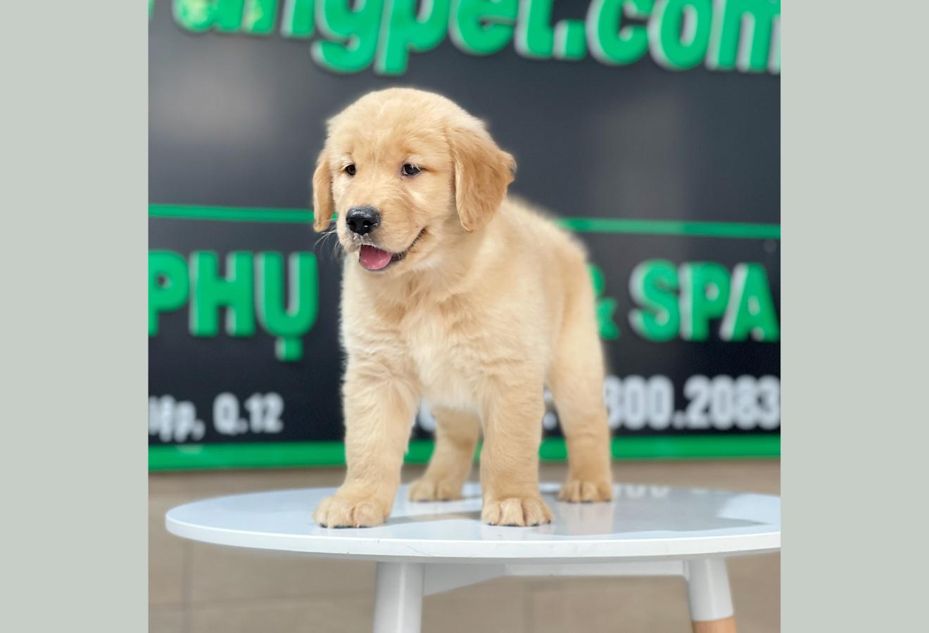 Golden Retriever - Màu Vàng Đậm (MS 25)