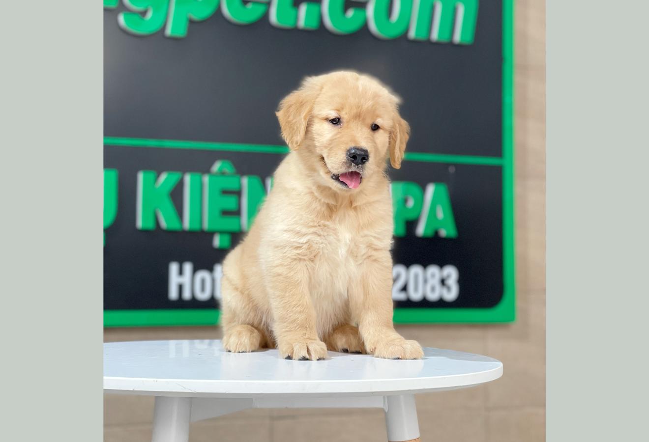 Golden Retriever - Màu Vàng Đậm (MS 25)