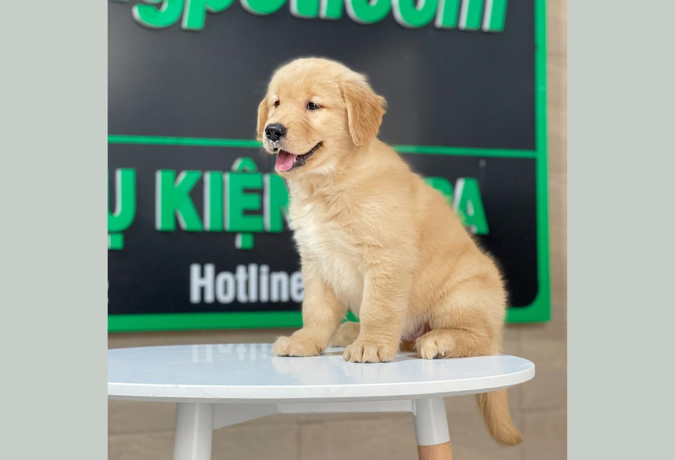 Golden Retriever - Màu Vàng Đậm (MS 25)