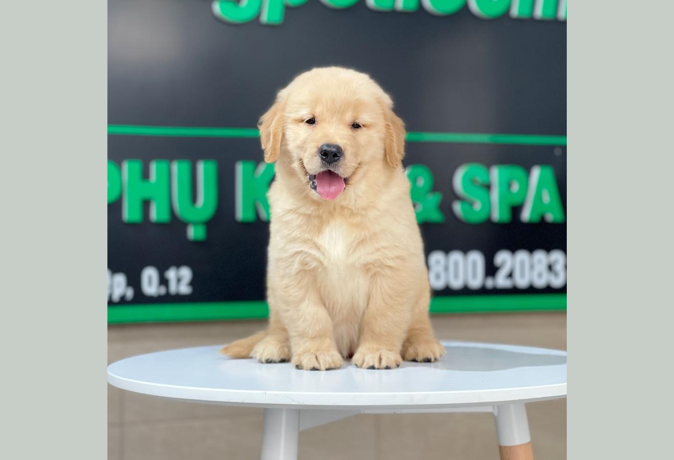 Golden Retriever - Màu Vàng Đậm (MS 26)