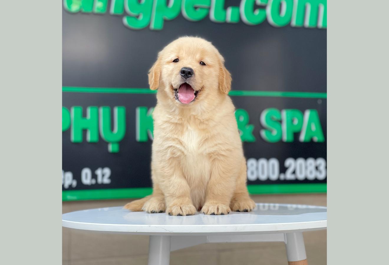 Golden Retriever - Màu Vàng Đậm (MS 26)
