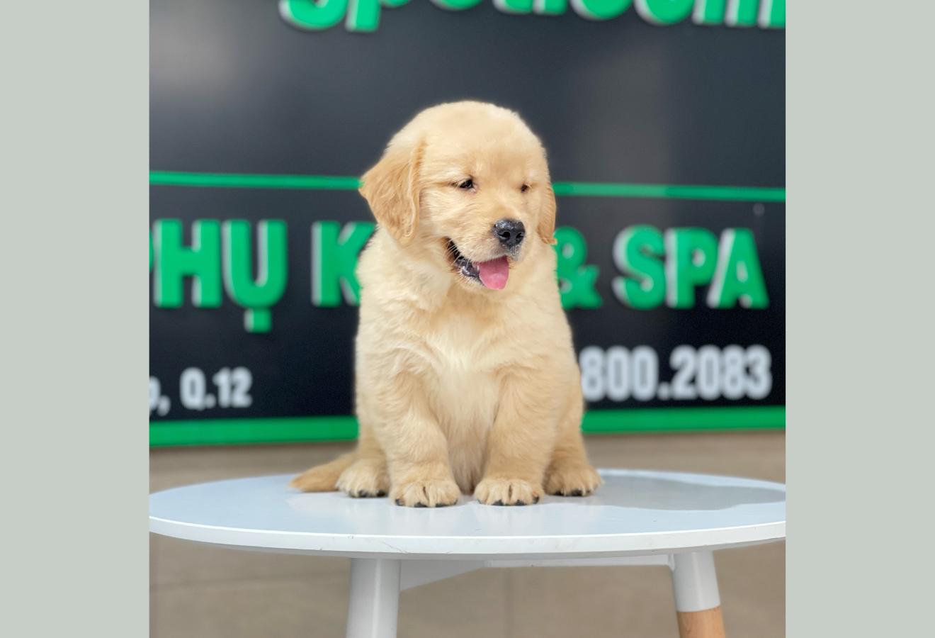 Golden Retriever - Màu Vàng Đậm (MS 26)