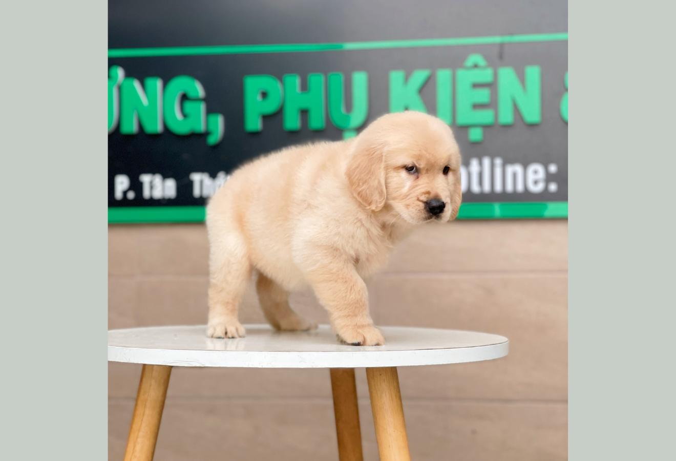 Golden Retriever - Màu Vàng Kem (MS 02)