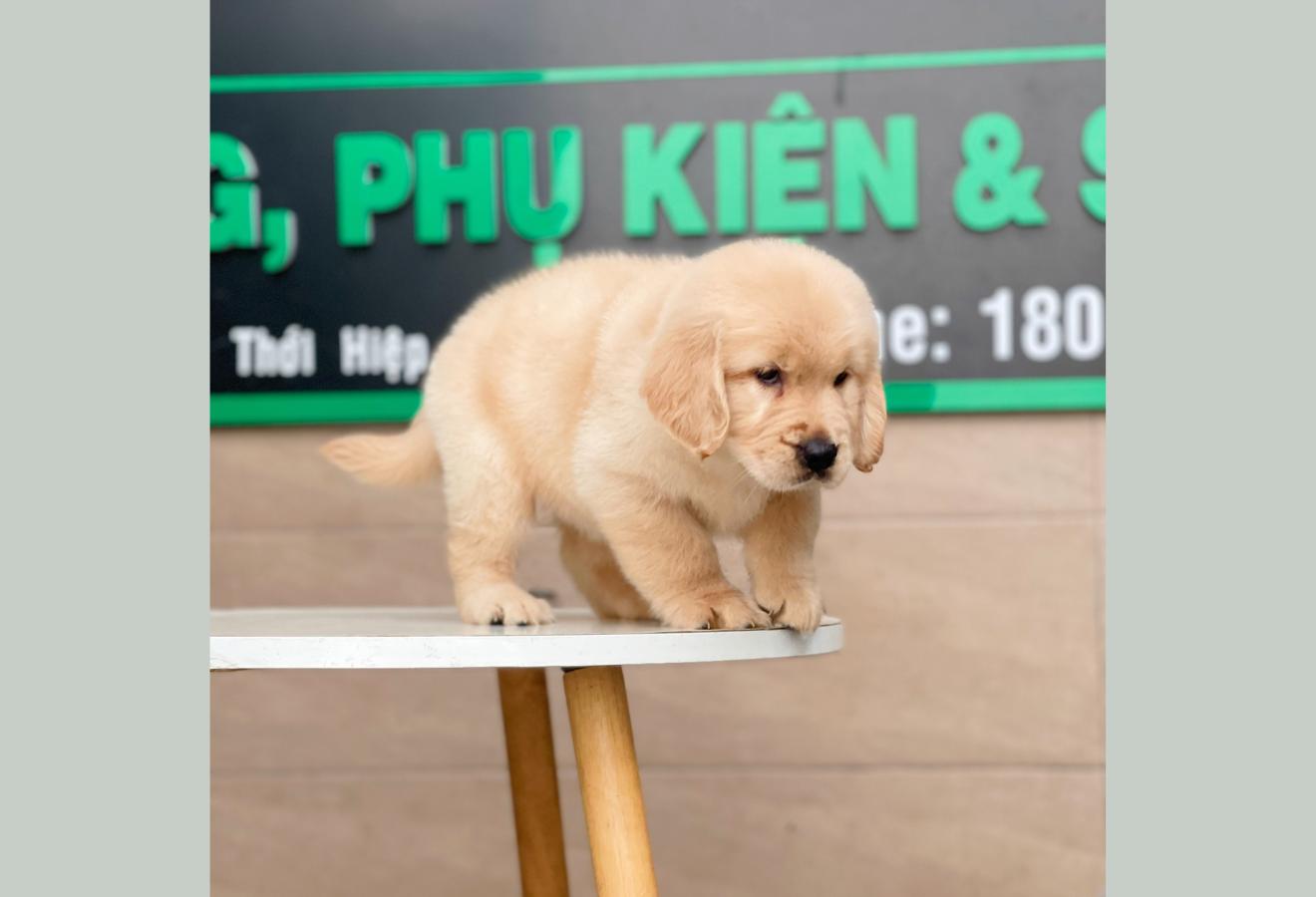 Golden Retriever - Màu Vàng Kem (MS 02)