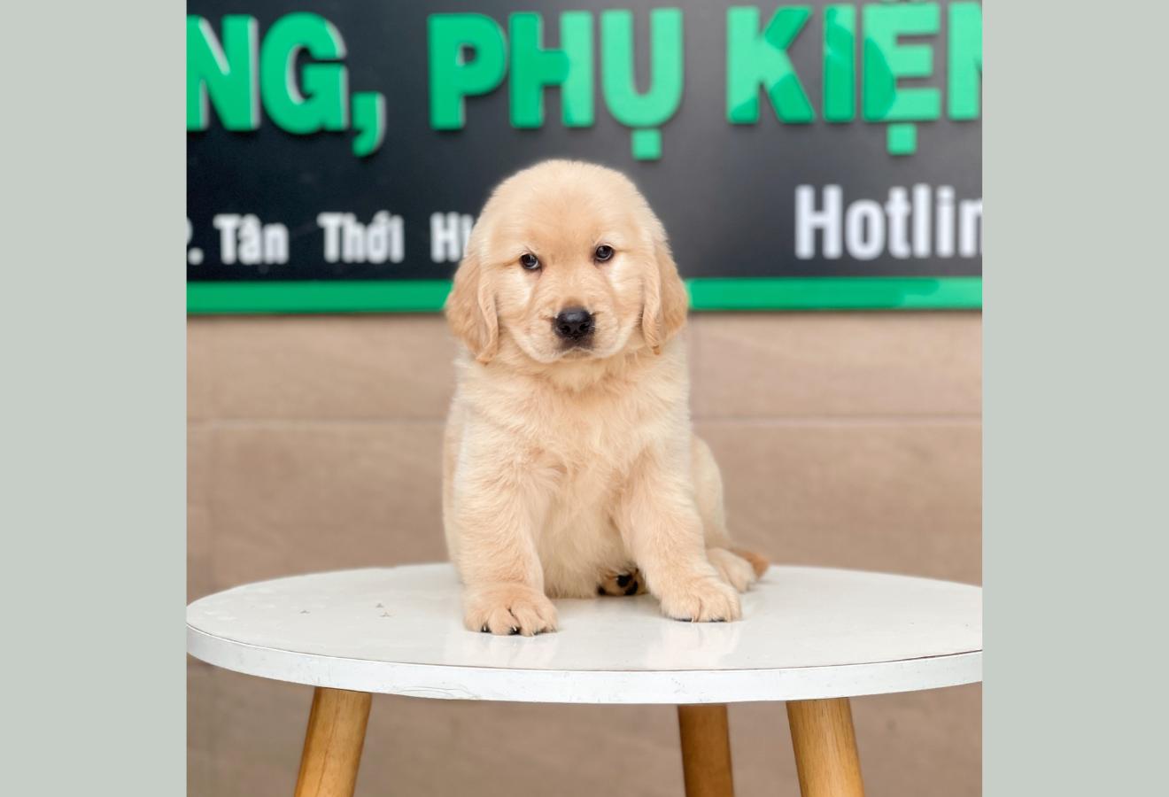 Golden Retriever - Màu Vàng Kem (MS 02)