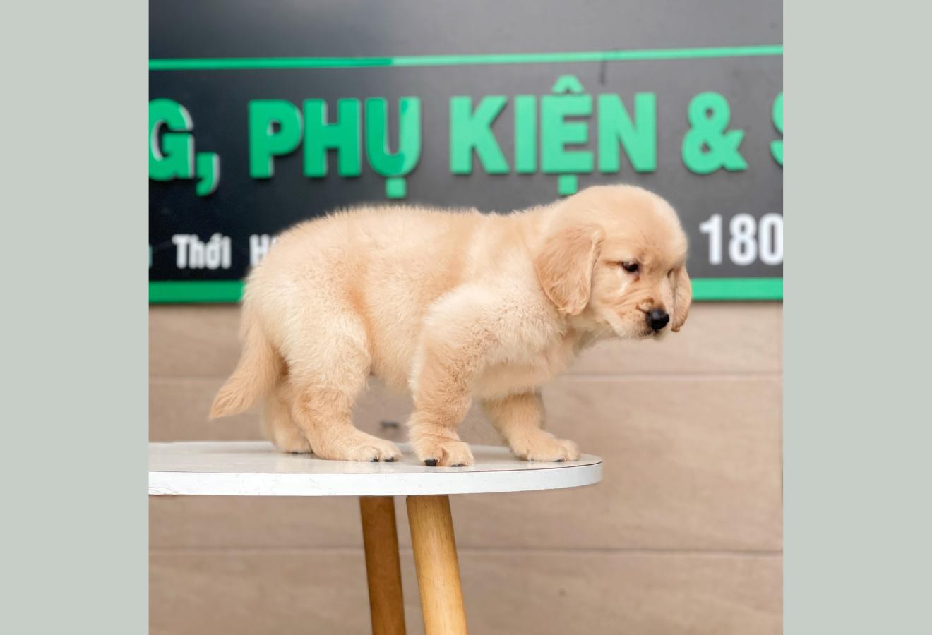 Golden Retriever - Màu Vàng Kem (MS 02)