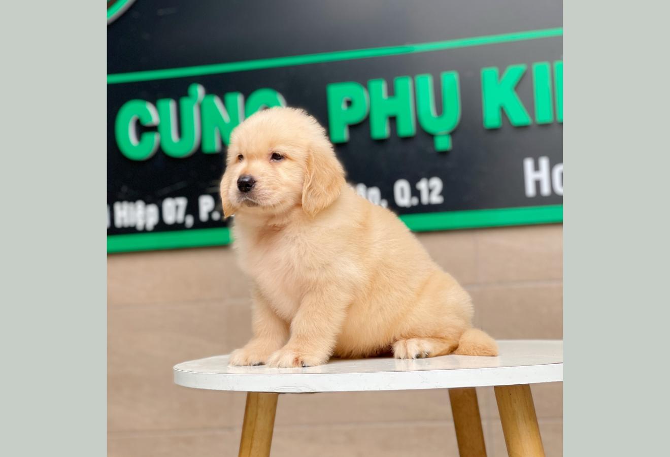 Golden Retriever - Màu Vàng Kem (MS 03)