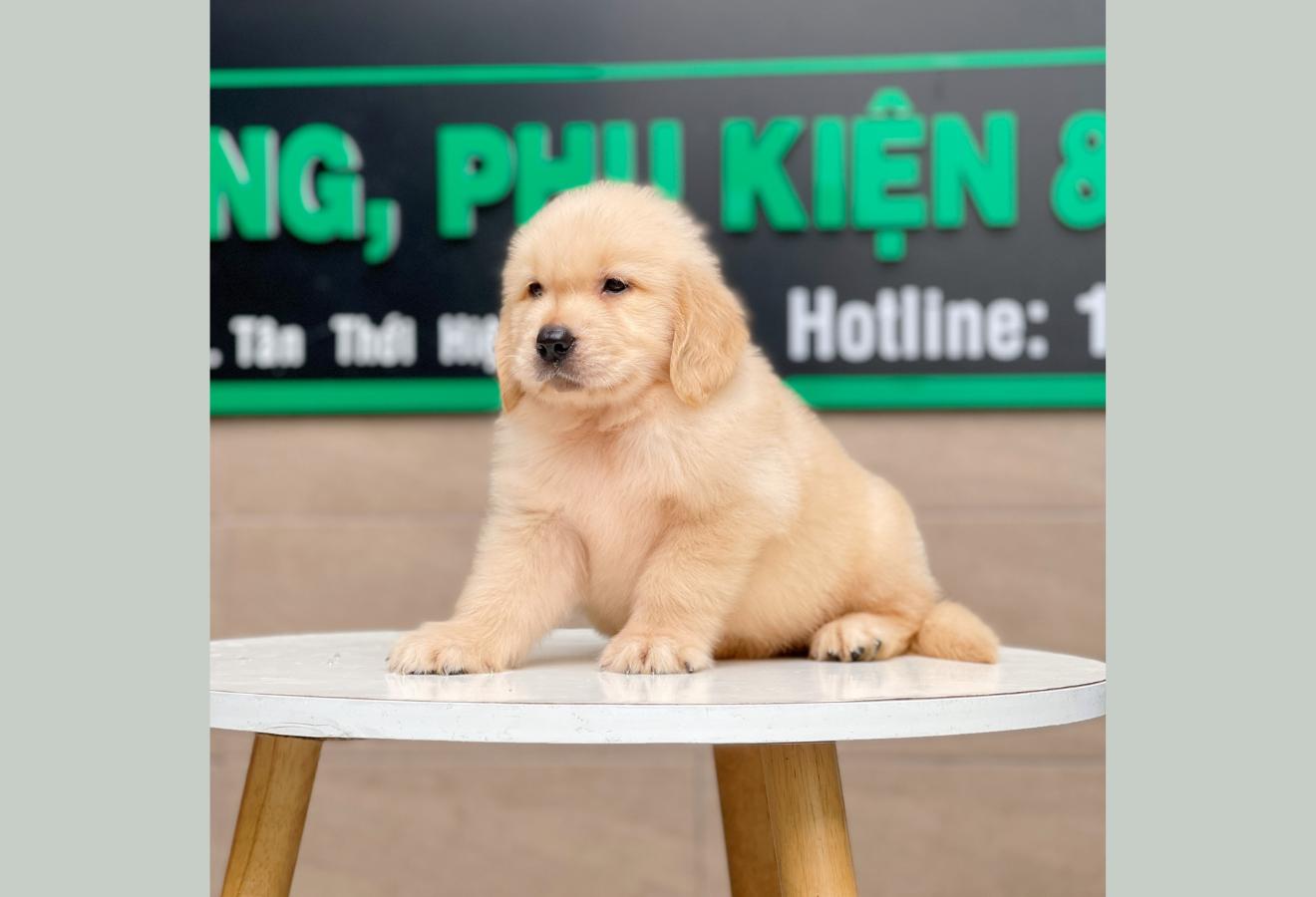Golden Retriever - Màu Vàng Kem (MS 03)