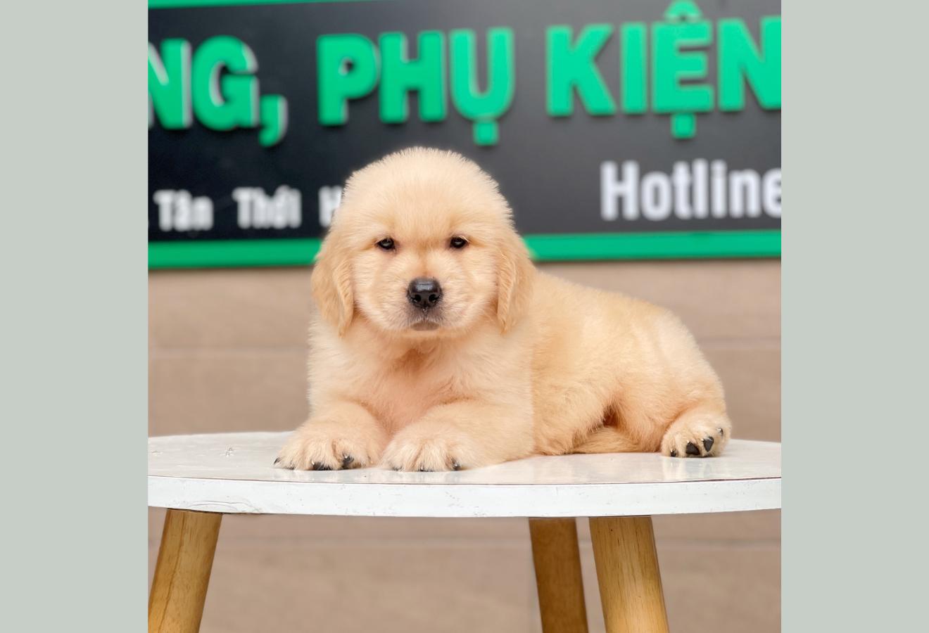 Golden Retriever - Màu Vàng Kem (MS 03)