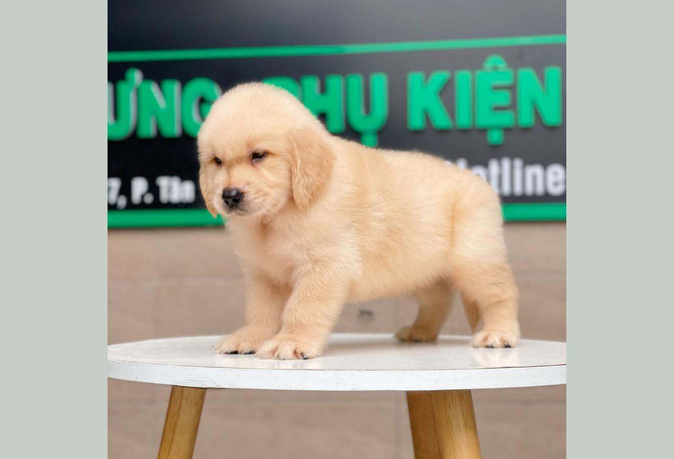 Golden Retriever - Màu Vàng Kem (MS 03)