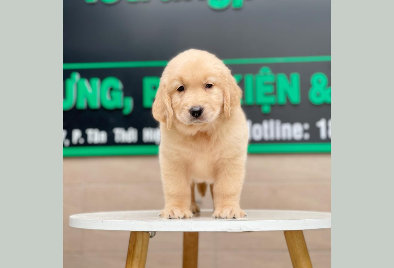 Golden Retriever - Màu Vàng Kem (MS 04)