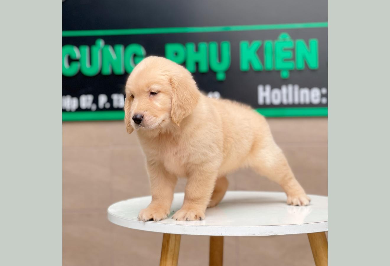 Golden Retriever - Màu Vàng Kem (MS 04)