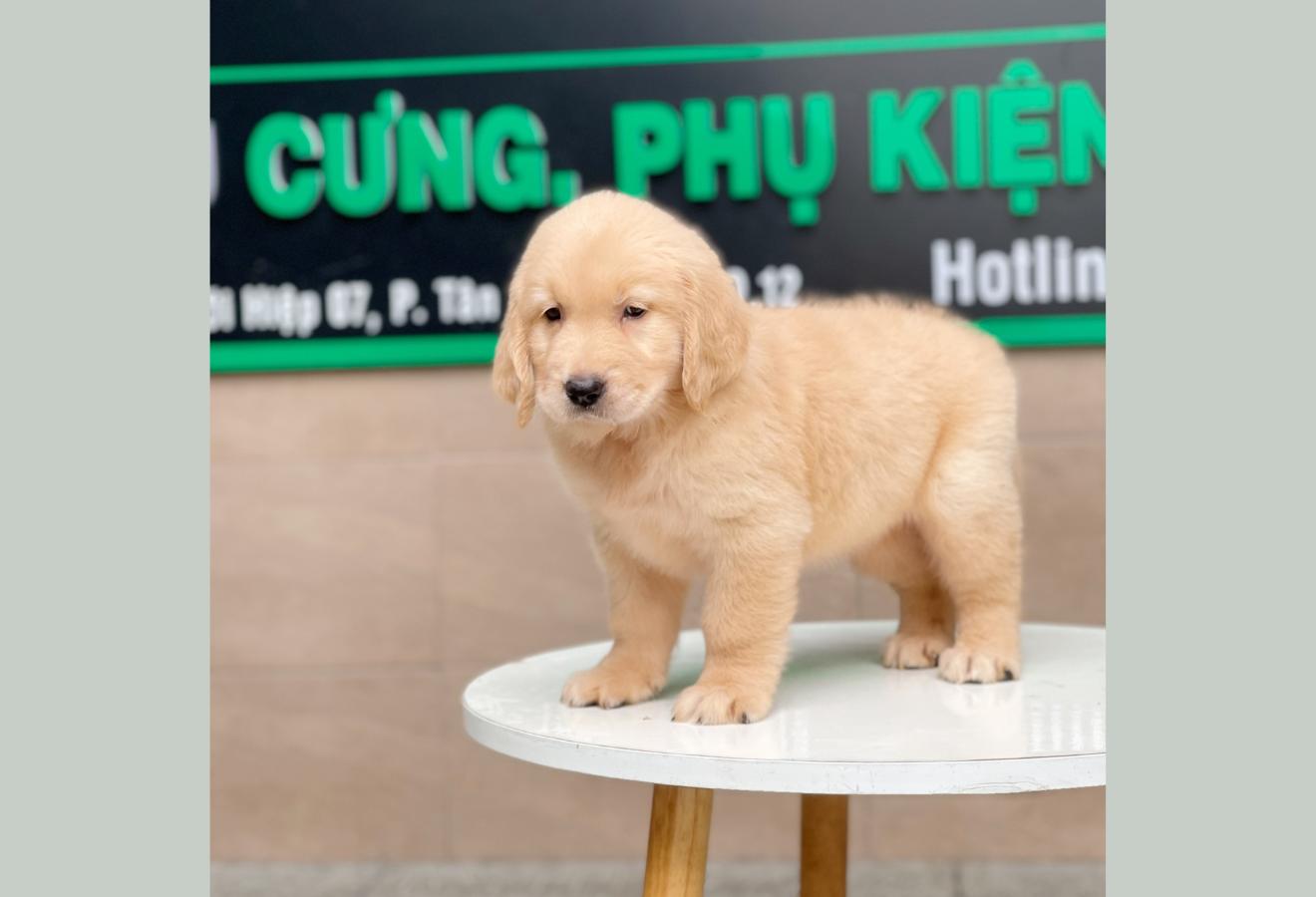 Golden Retriever - Màu Vàng Kem (MS 04)