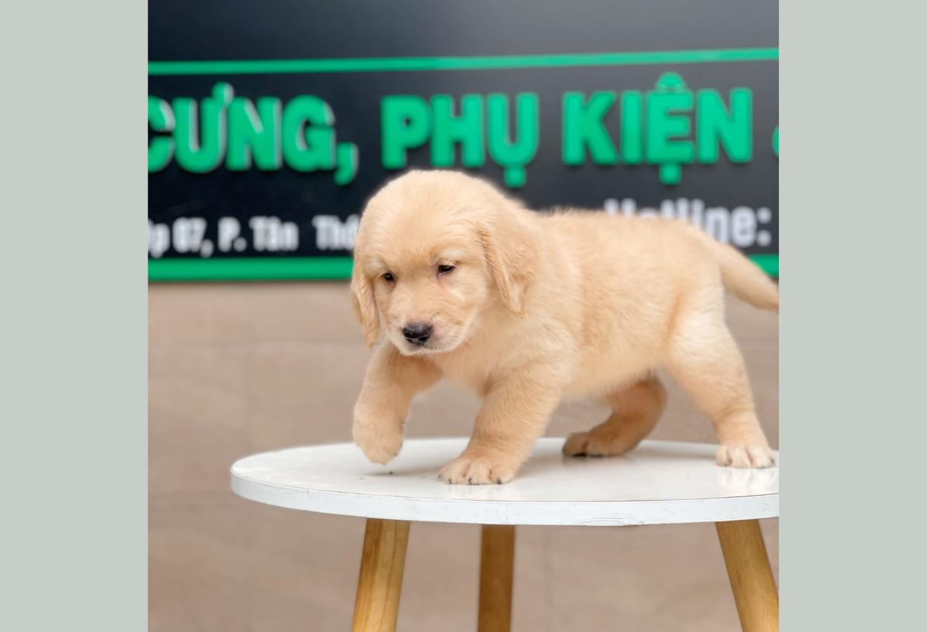 Golden Retriever - Màu Vàng Kem (MS 04)