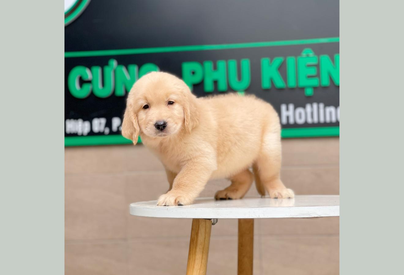 Golden Retriever - Màu Vàng Kem (MS 04)