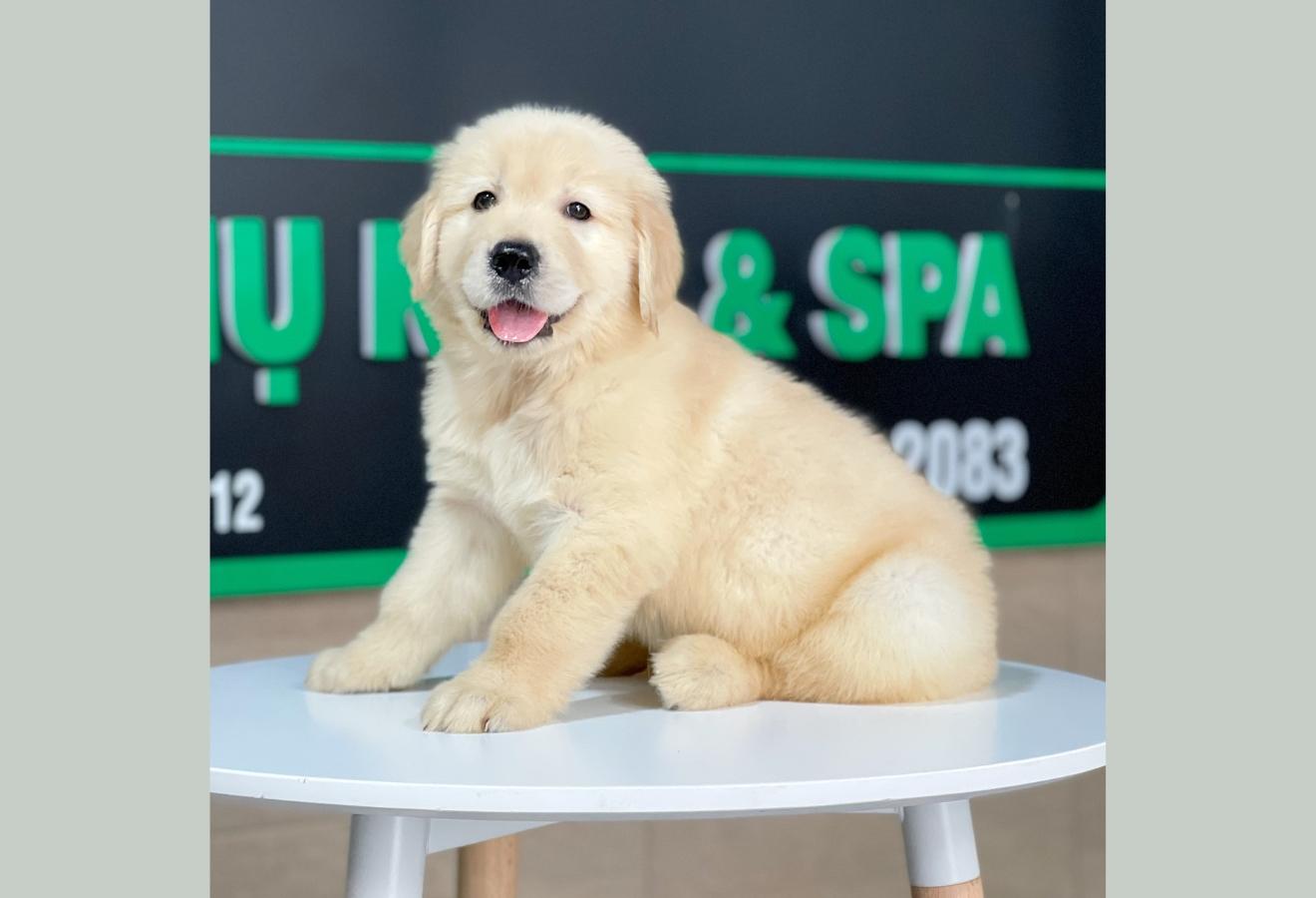 Golden Retriever - Màu Vàng Kem (MS 10)
