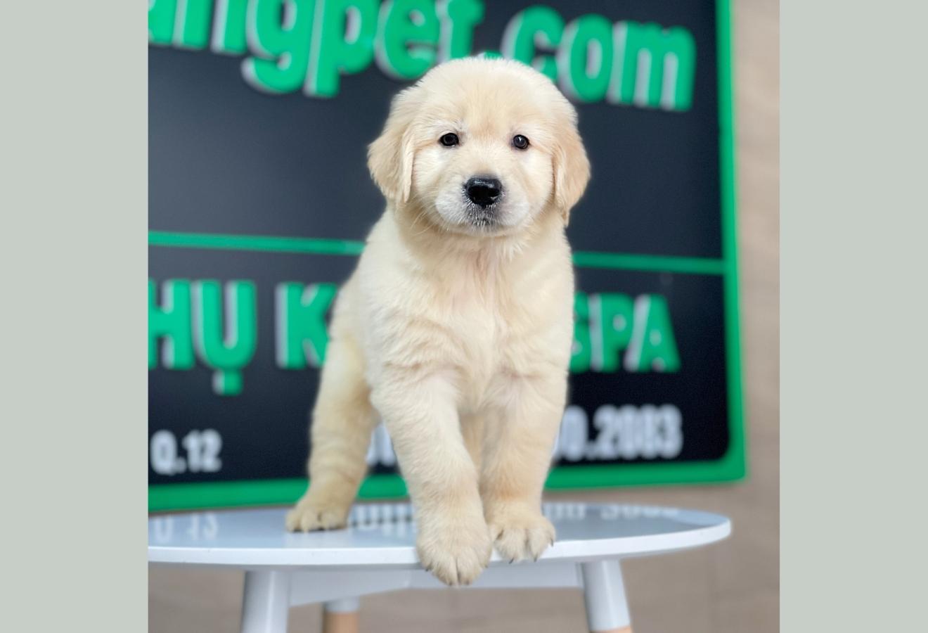 Golden Retriever - Màu Vàng Kem (MS 10)