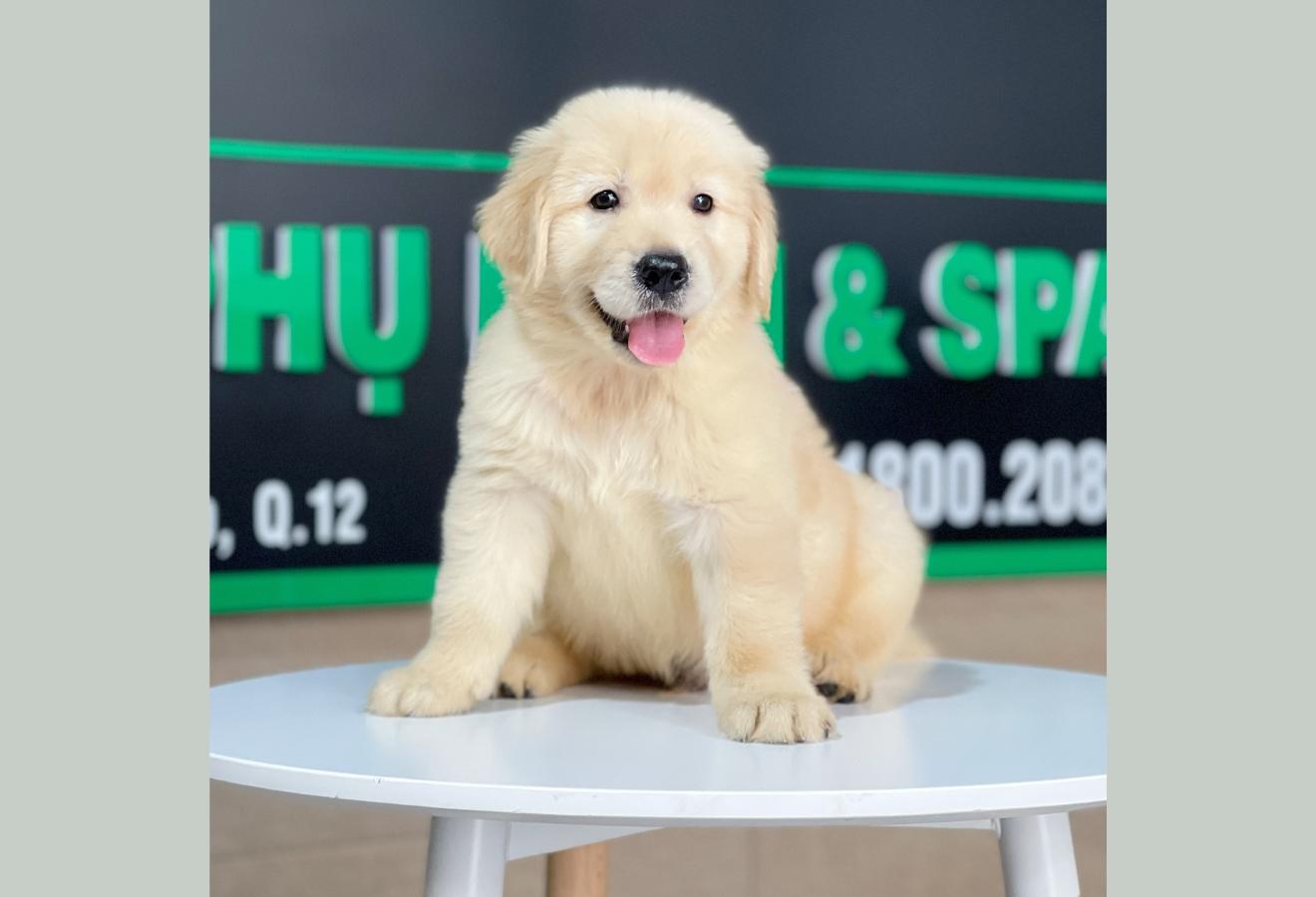 Golden Retriever - Màu Vàng Kem (MS 10)