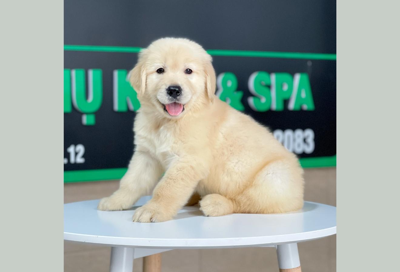 Golden Retriever - Màu Vàng Kem (MS 10)