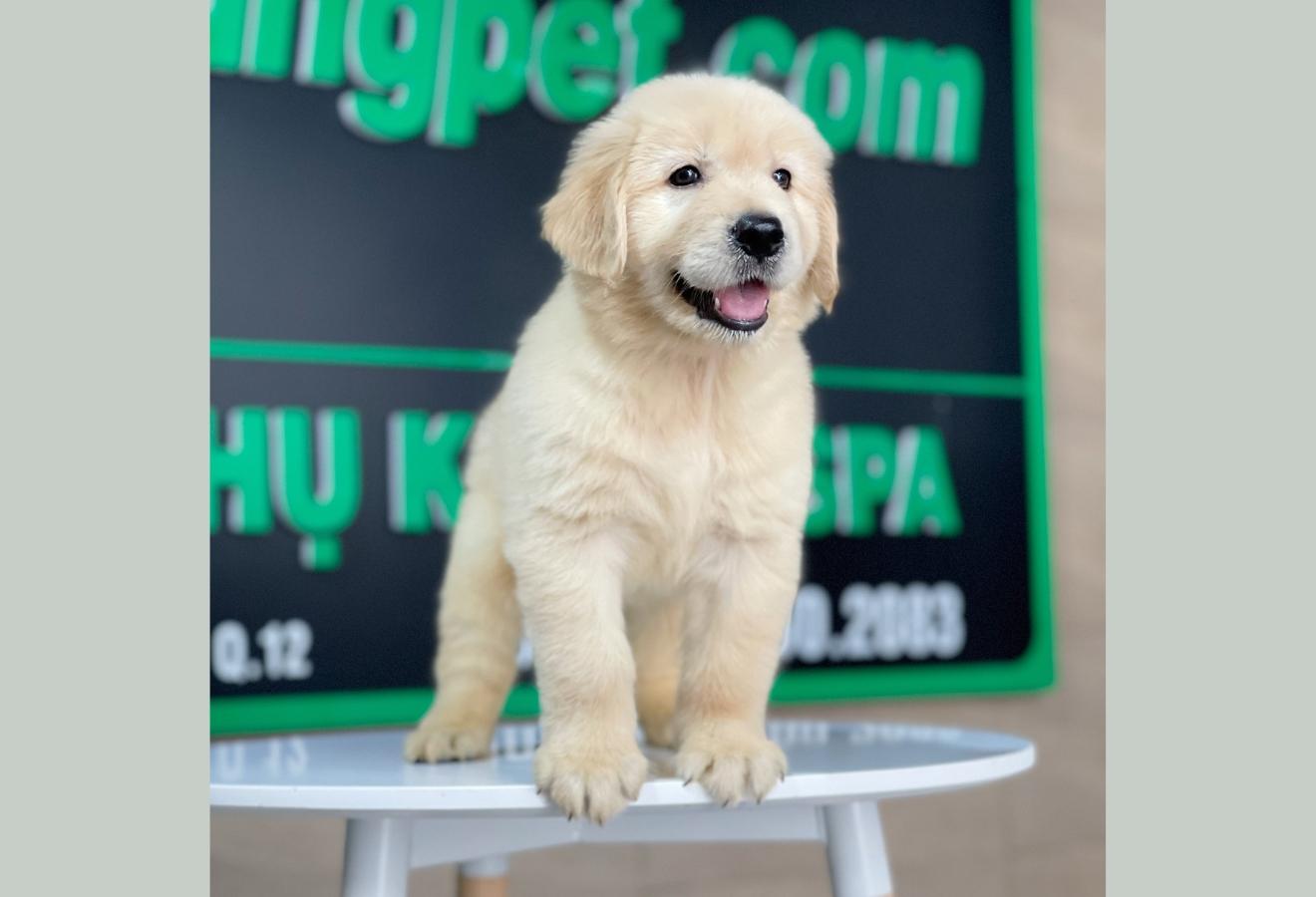 Golden Retriever - Màu Vàng Kem (MS 10)