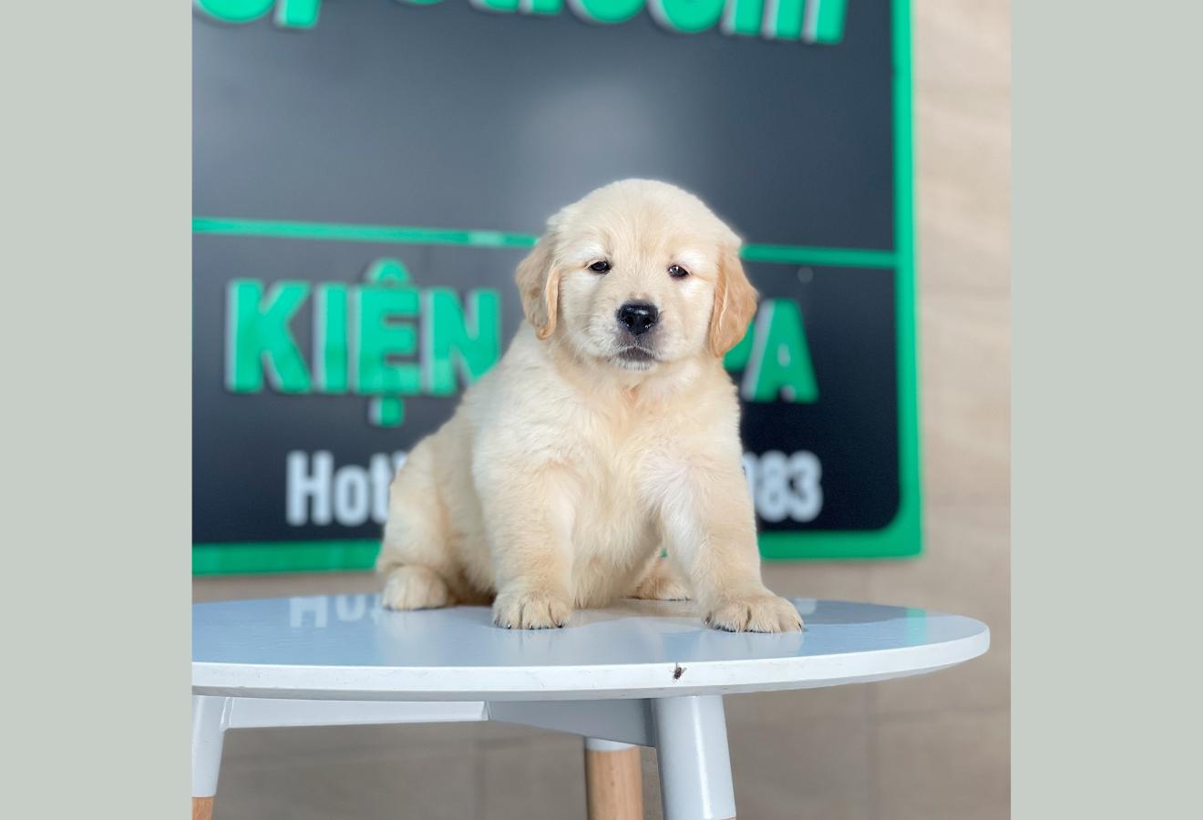 Golden Retriever - Màu Vàng Kem (MS 14)