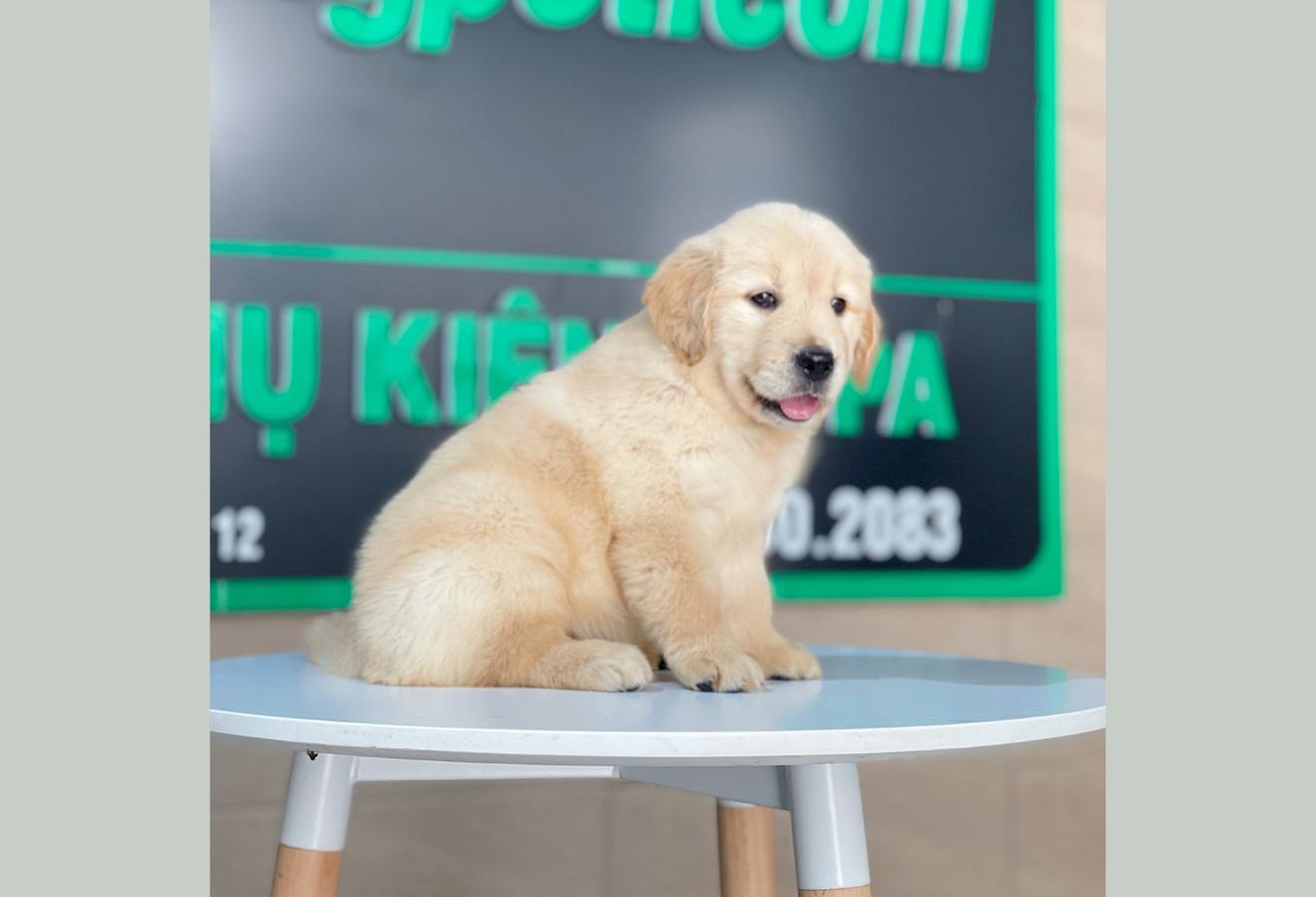 Golden Retriever - Màu Vàng Kem (MS 14)