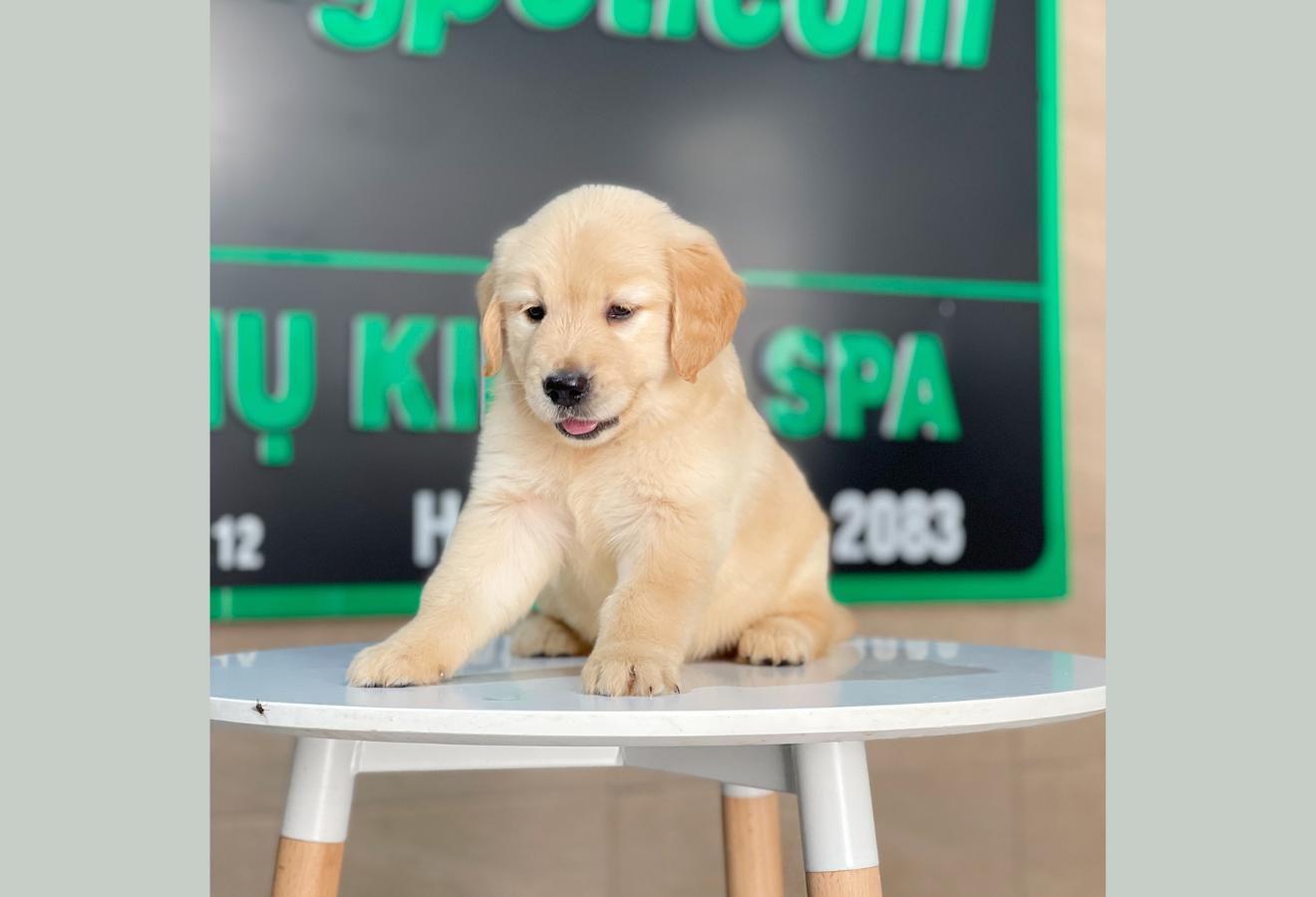 Golden Retriever - Màu Vàng Kem (MS 14)