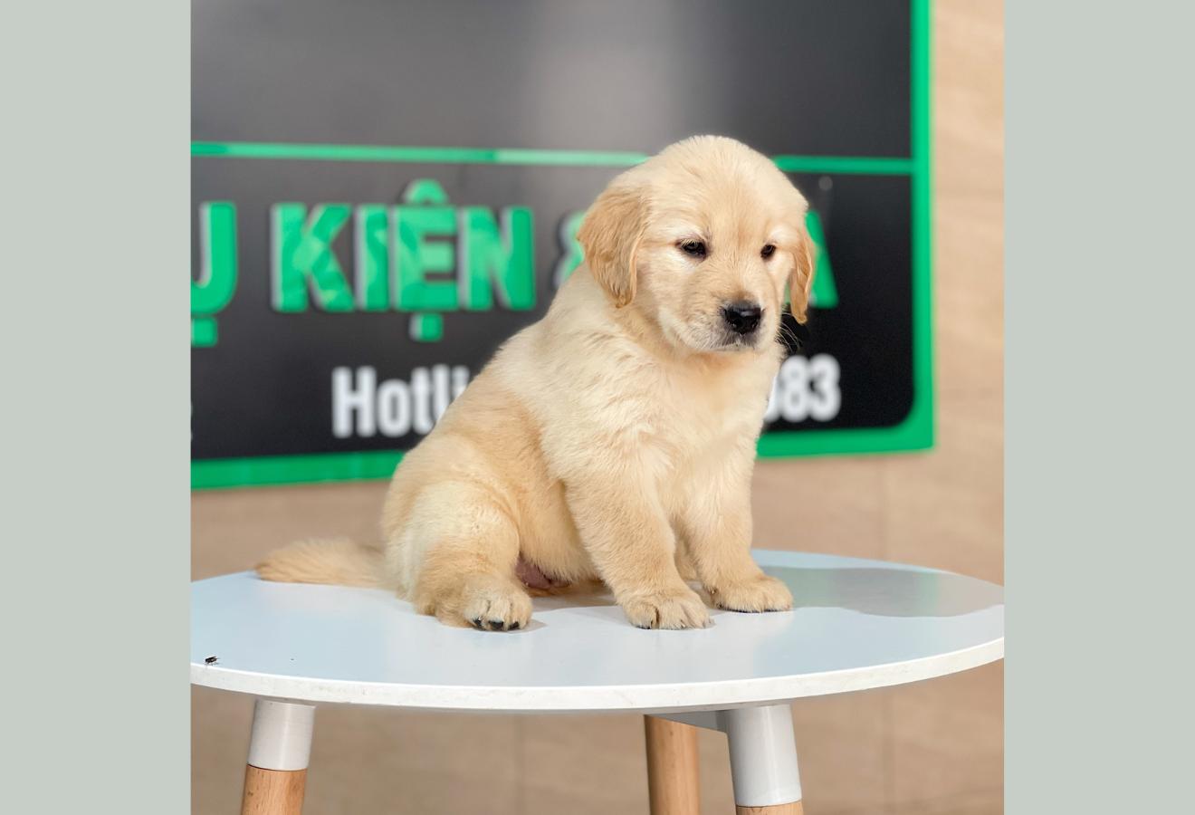 Golden Retriever - Màu Vàng Kem (MS 14)