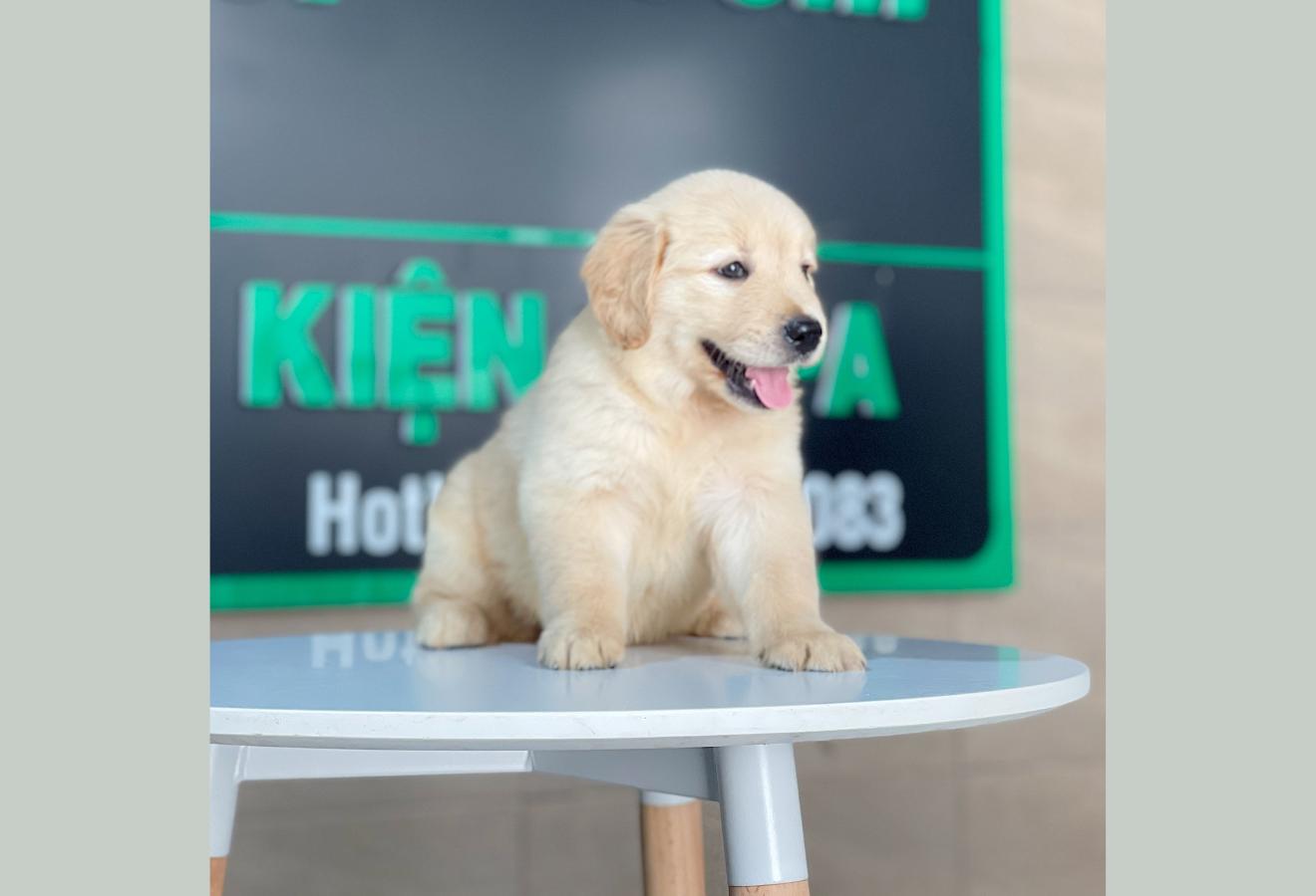 Golden Retriever - Màu Vàng Kem (MS 14)