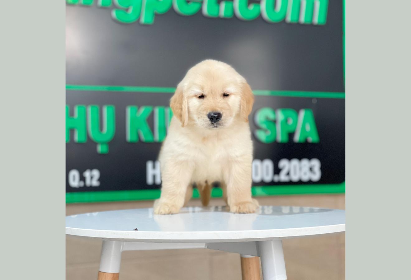 Golden Retriever - Màu Vàng Kem (MS 15)
