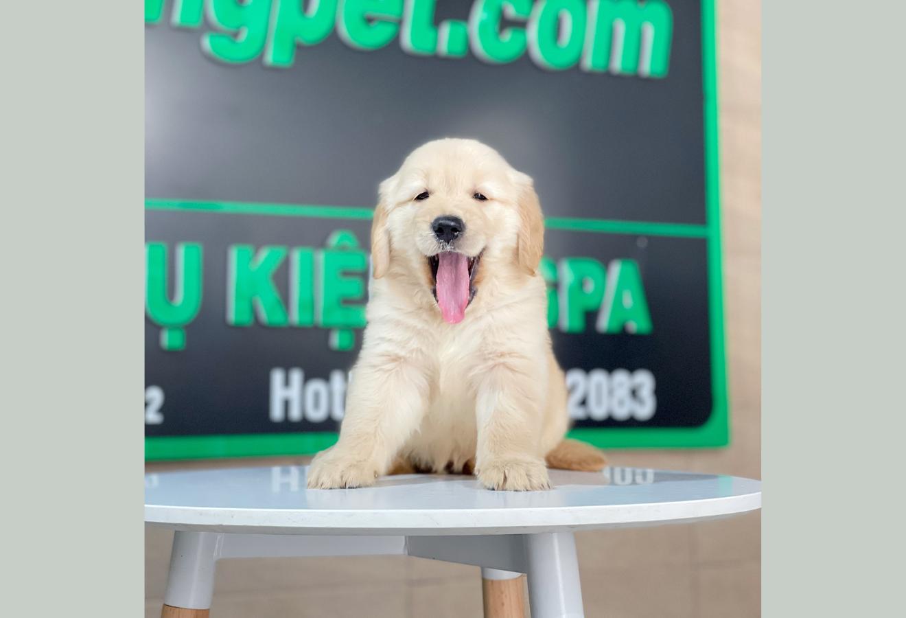 Golden Retriever - Màu Vàng Kem (MS 15)