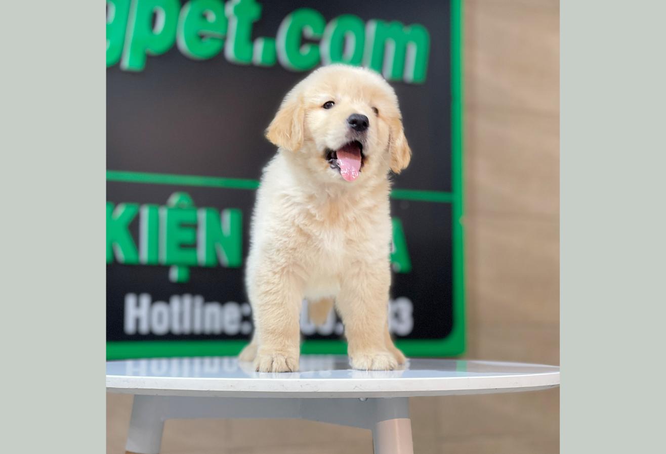 Golden Retriever - Màu Vàng Kem (MS 16)