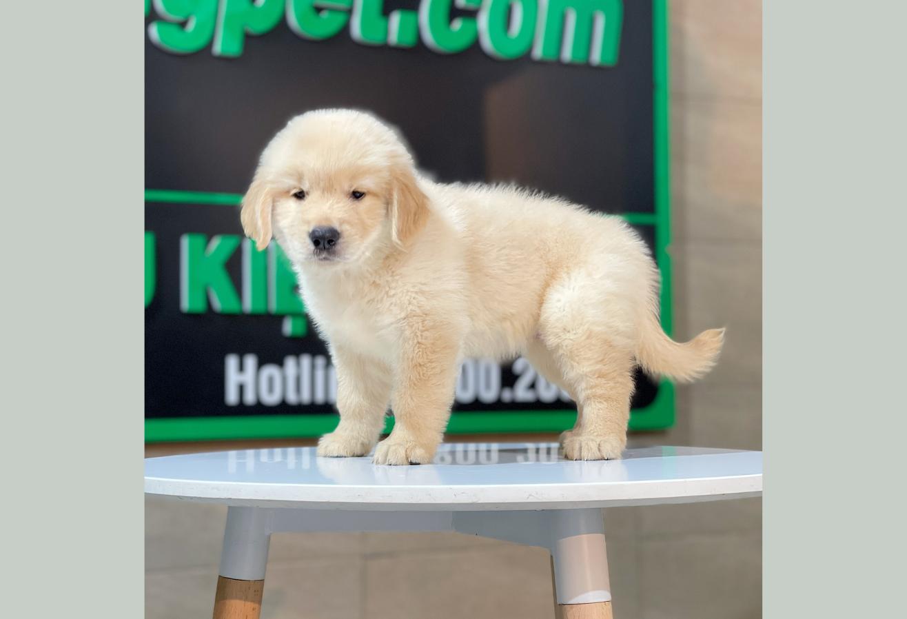 Golden Retriever - Màu Vàng Kem (MS 16)