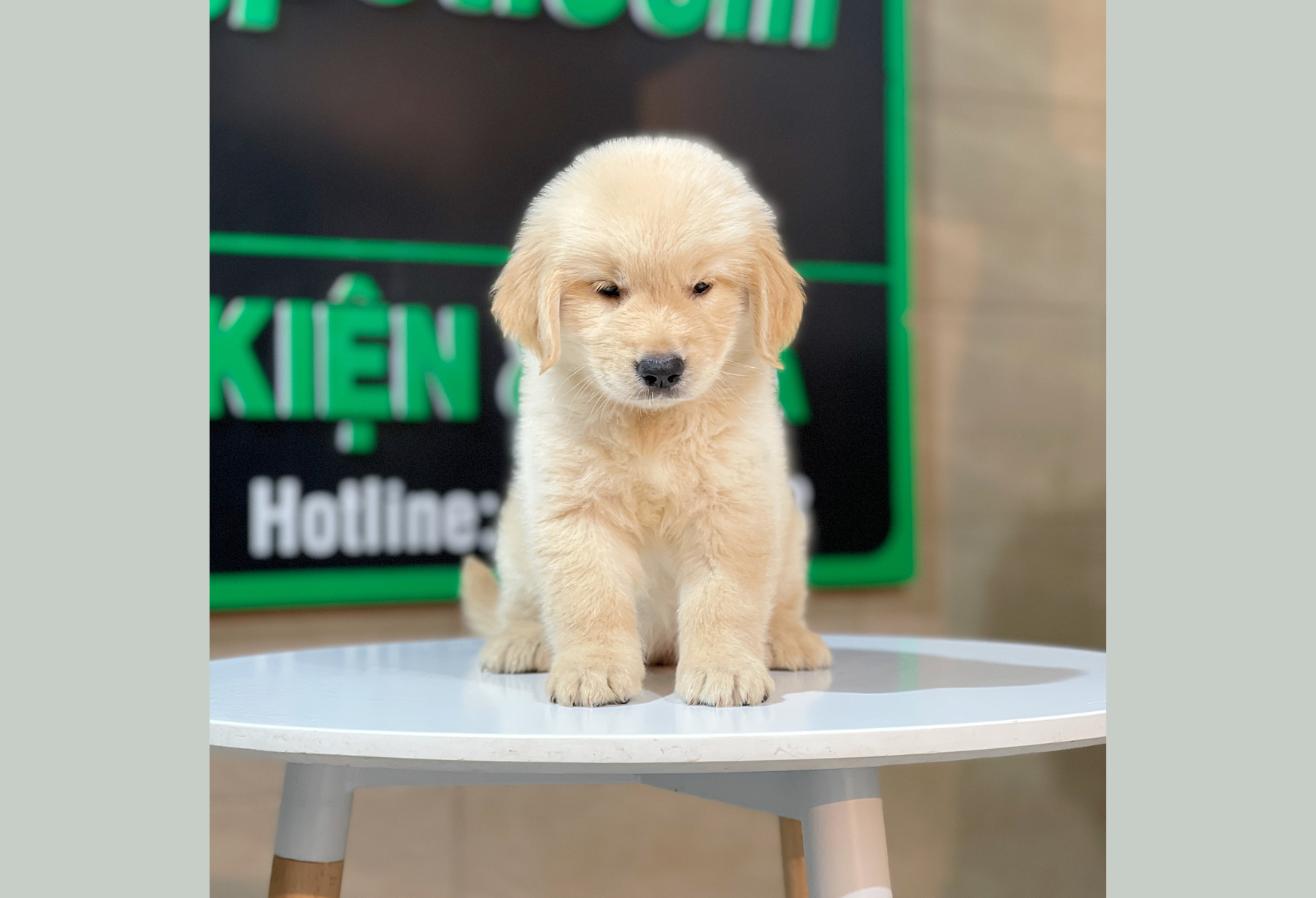 Golden Retriever - Màu Vàng Kem (MS 16)