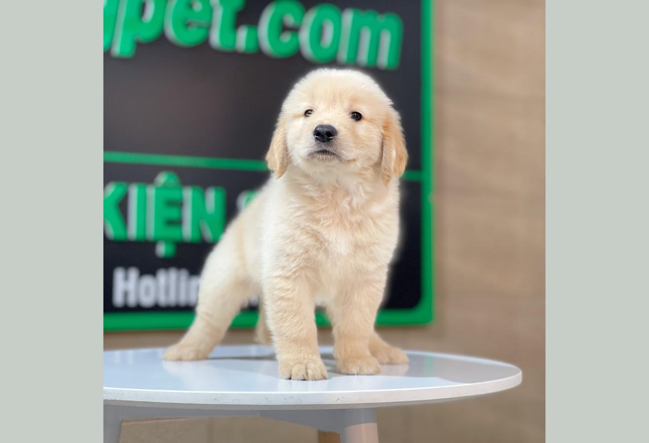 Golden Retriever - Màu Vàng Kem (MS 16)