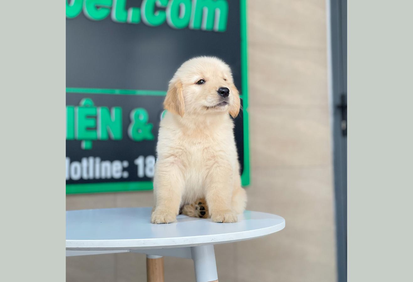 Golden Retriever - Màu Vàng Kem (MS 17)