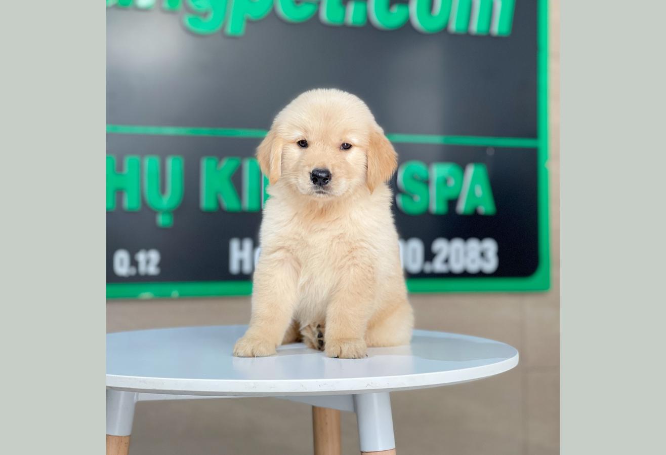 Golden Retriever - Màu Vàng Kem (MS 17)