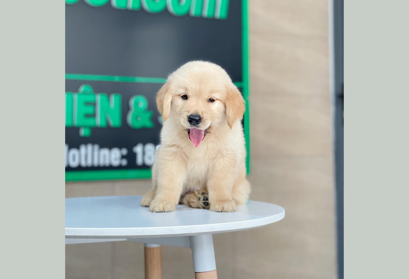 Golden Retriever - Màu Vàng Kem (MS 17)