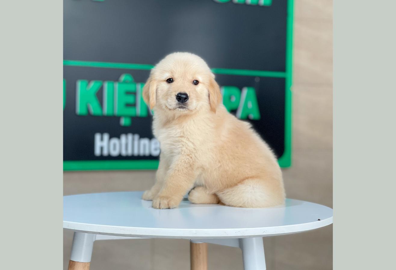 Golden Retriever - Màu Vàng Kem (MS 17)
