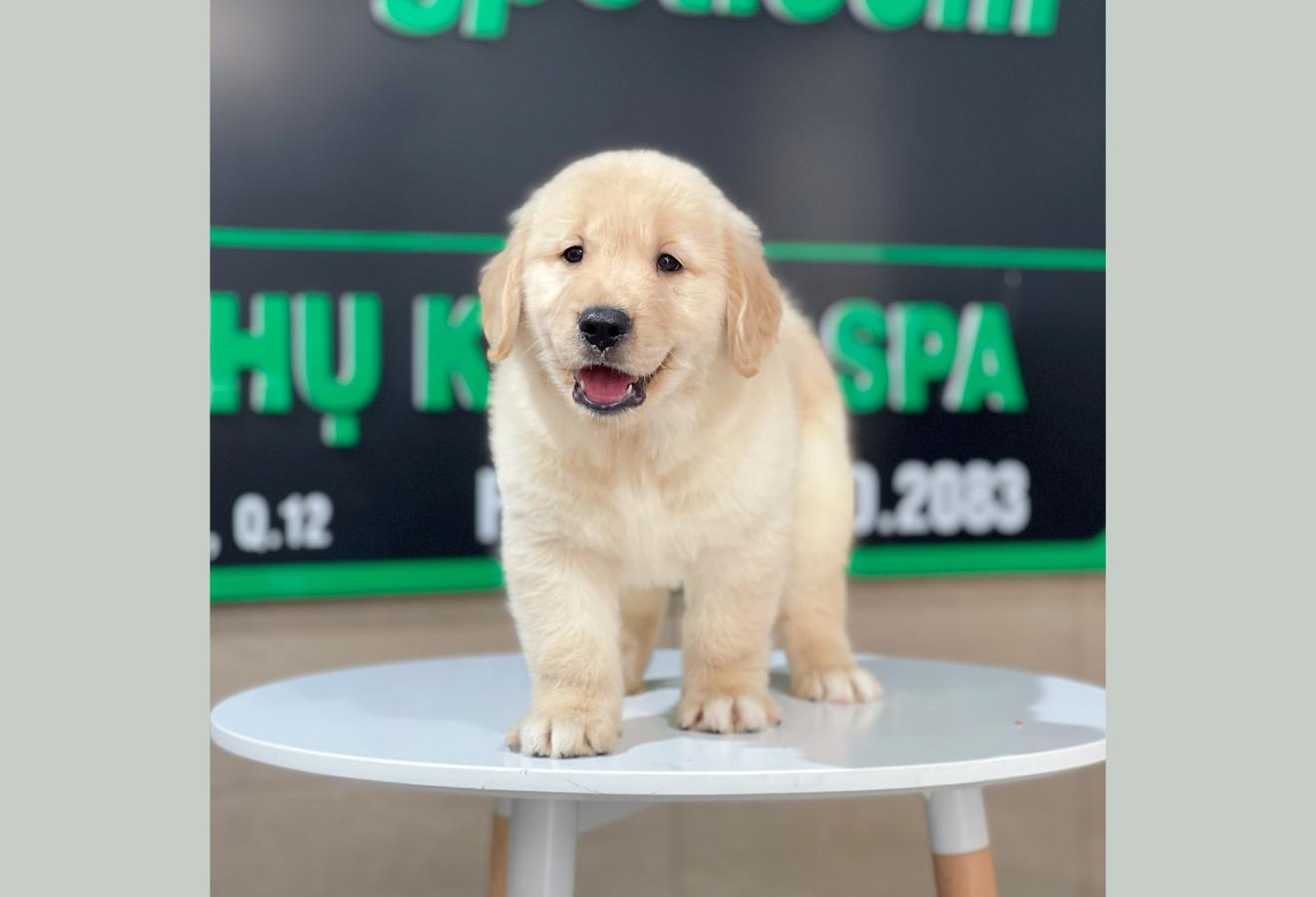 Golden Retriever - Màu Vàng Kem (MS 11)