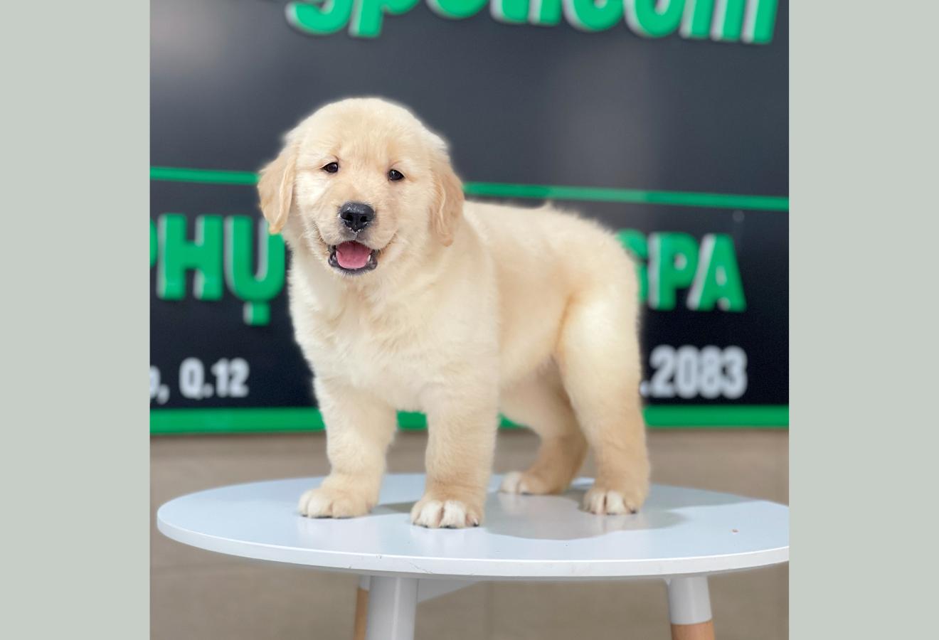 Golden Retriever - Màu Vàng Kem (MS 11)
