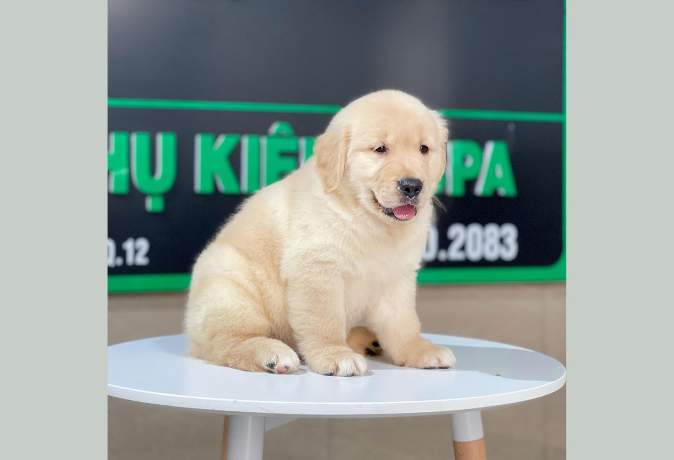 Golden Retriever - Màu Vàng Kem (MS 11)