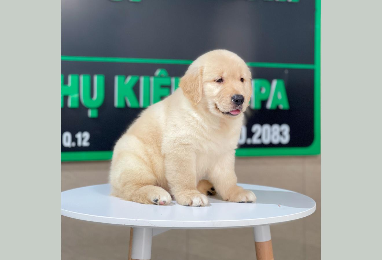 Golden Retriever - Màu Vàng Kem (MS 11)